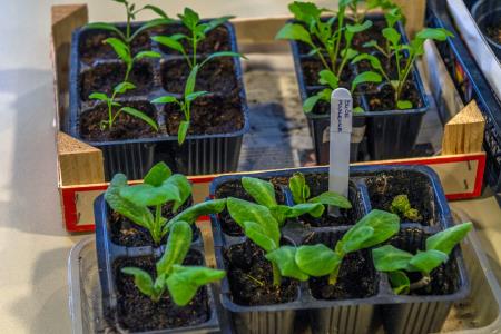 Sadike3_Foto_Uroš Novina